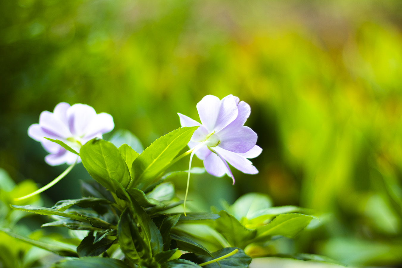 flowers